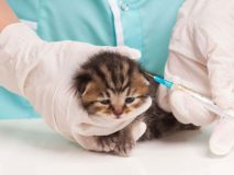 tiêm vaccine cho mèo- 1