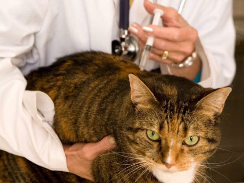 tiêm vaccine cho mèo- 2