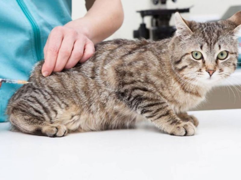 tiêm vaccine cho mèo- 3