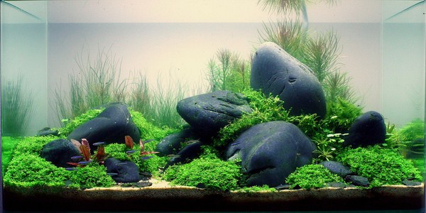 Lớp Nền Và Trang Trí