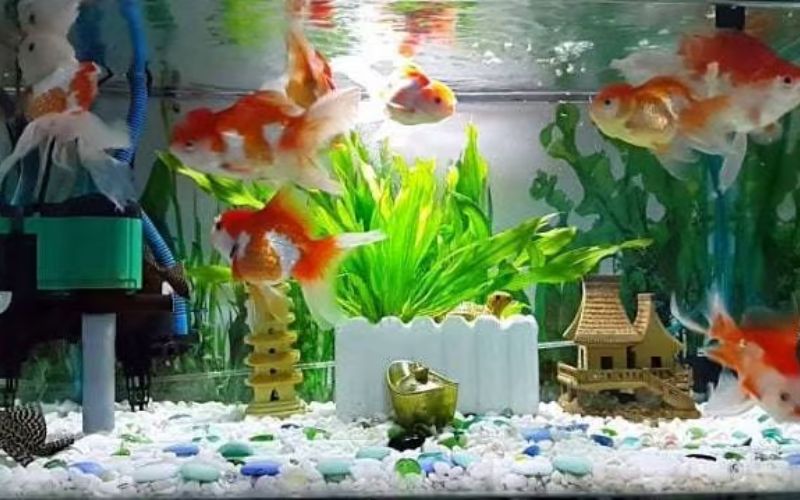 2. Lợi ích của việc sử dụng phụ kiện bể cá cảnh đầy đủ