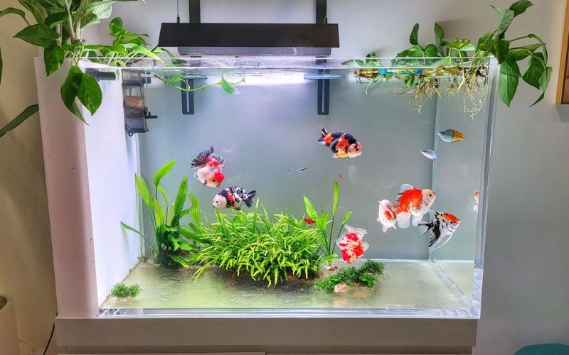 3. Cách chọn phụ kiện bể cá cảnh theo từng loại bể