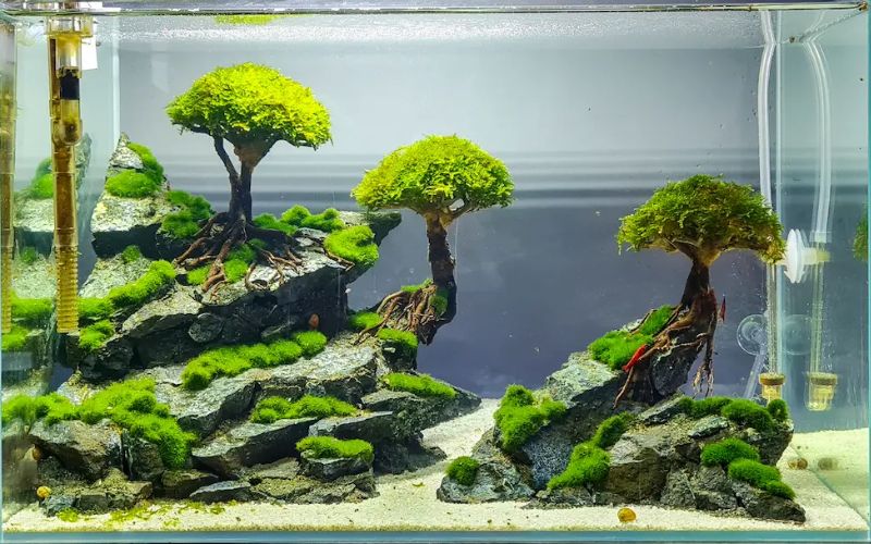 1. Phụ kiện bể cá cảnh gồm những gì?