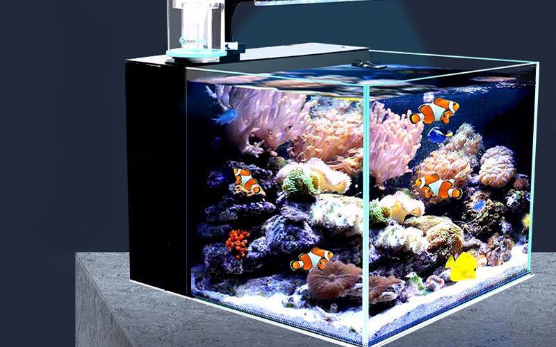 8. Sai lầm thường gặp khi chơi bể nước mặn