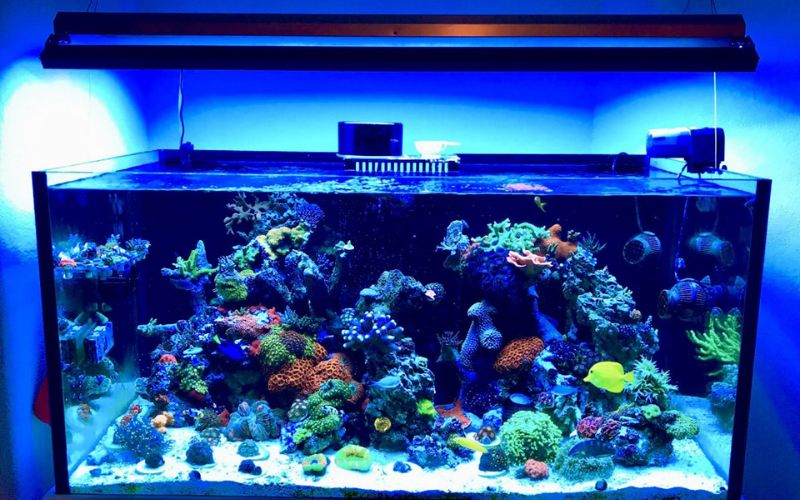 6. Các loài cá đẹp dễ nuôi trong bể nước mặn