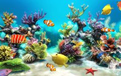 3. Các loại bể cá cảnh nước mặn phổ biến