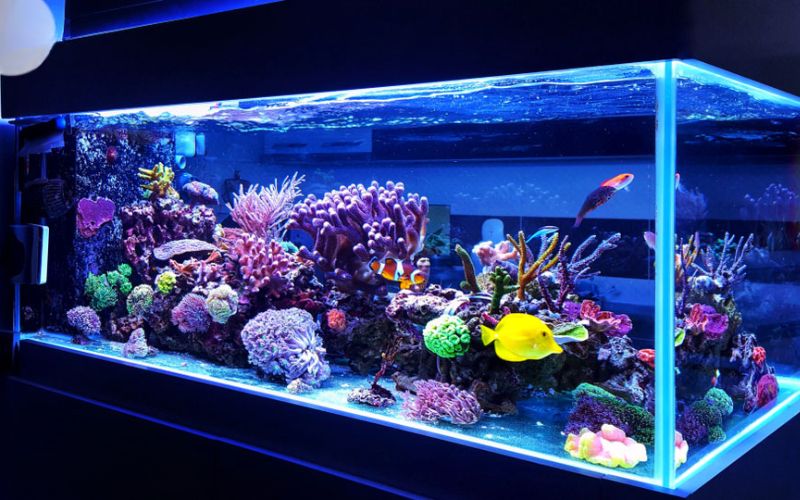 1. Bể cá cảnh nước mặn là gì?