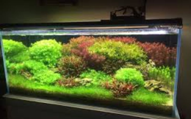 Bể Biotope – Tái hiện hệ sinh thái tự nhiên chính xác nhất