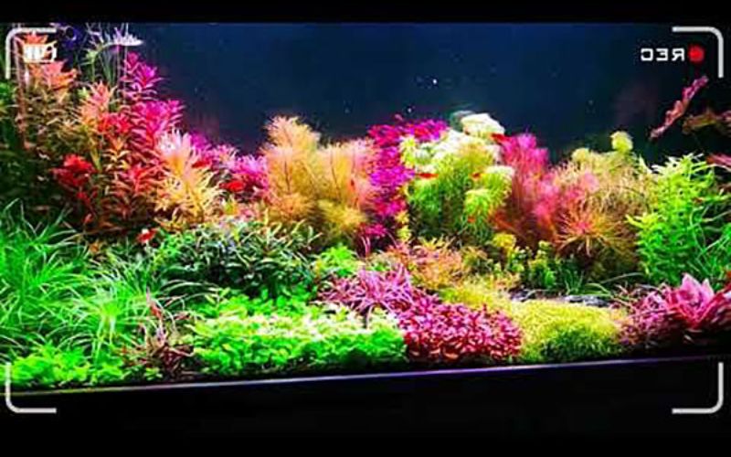 Bể thủy sinh phong cách Hà Lan (Dutch Style) – Đại tiệc sắc màu