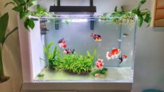 Máy lọc nước bể cá