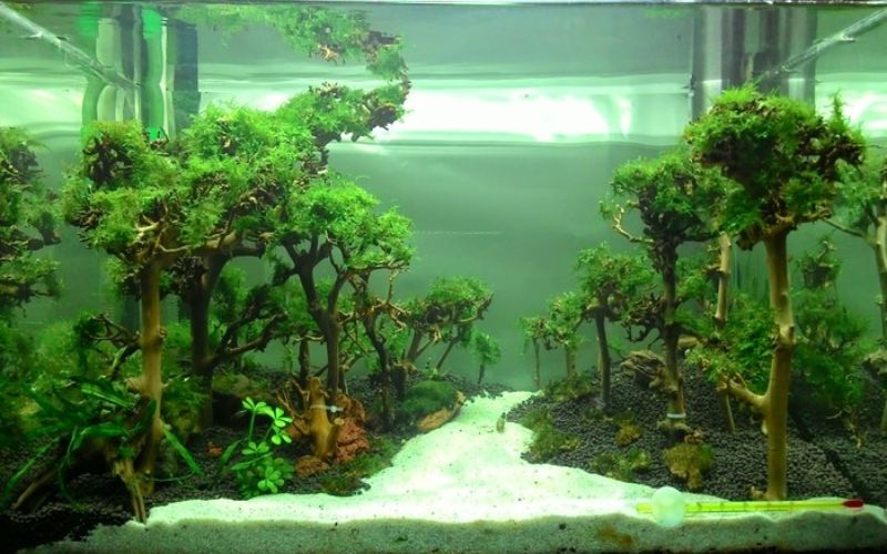 Chi phí chơi bể cá thủy sinh: Những yếu tố quyết định giá thành