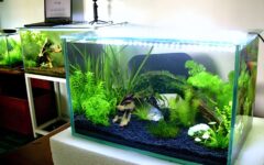 Tại sao bạn nên chọn đơn vị bể Cá cảnh Tài Lộc để tối ưu chi phí?