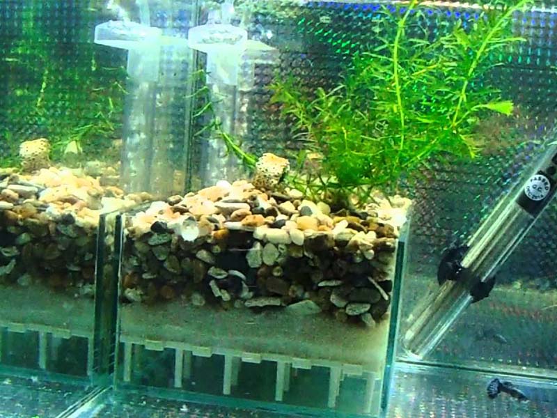 Máy lọc nước bể cá là gì?