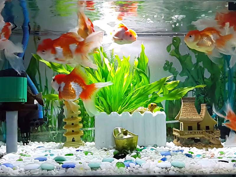 Những tiêu chí cần biết khi chọn máy lọc nước bể cá